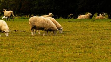 kudde van wollig schapen Aan een platteland boerderij foto