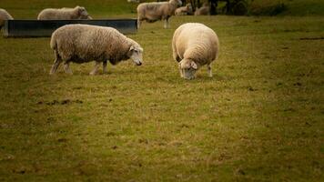 kudde van wollig schapen Aan een platteland boerderij foto