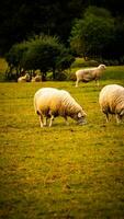 kudde van wollig schapen Aan een platteland boerderij foto