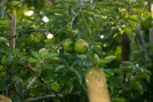 groene appels op boomtak foto