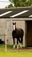 kastanje schoonheid detailopname van een verbijsterend paard foto