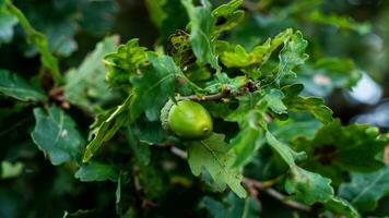 gedetailleerd macro schot van Europese eik blad en eikel- foto