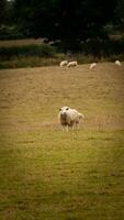 kudde van wollig schapen Aan een platteland boerderij foto