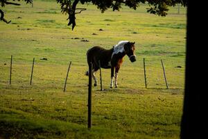 paarden in veld- Bij zonsondergang foto