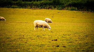 kudde van wollig schapen Aan een platteland boerderij foto