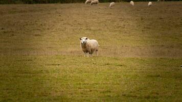 kudde van wollig schapen Aan een platteland boerderij foto