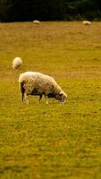 kudde van wollig schapen Aan een platteland boerderij foto