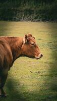 landelijk weide begrazing bruin vee in groen weiland foto