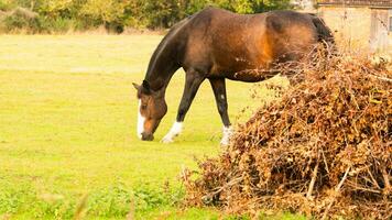 kastanje schoonheid detailopname van een verbijsterend paard foto