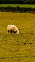 kudde van wollig schapen Aan een platteland boerderij foto