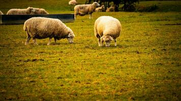 kudde van wollig schapen Aan een platteland boerderij foto