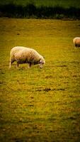 kudde van wollig schapen Aan een platteland boerderij foto