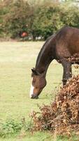 kastanje schoonheid detailopname van een verbijsterend paard foto