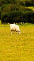 kudde van wollig schapen Aan een platteland boerderij foto