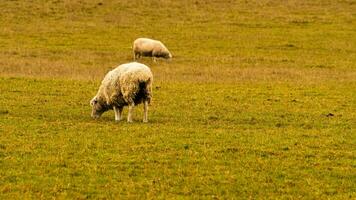 kudde van wollig schapen Aan een platteland boerderij foto