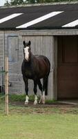 kastanje schoonheid detailopname van een verbijsterend paard foto