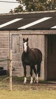 kastanje schoonheid detailopname van een verbijsterend paard foto