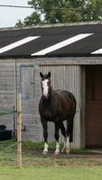 kastanje schoonheid detailopname van een verbijsterend paard foto