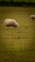 kudde van wollig schapen Aan een platteland boerderij foto