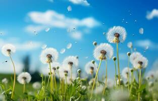 tegen een levendig blauw lucht met pluizig wit wolken, een veld- van paardebloemen staat hoog. ai generatief foto