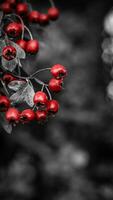 macro detailopname van rijp meidoorn bessen in herfst foto