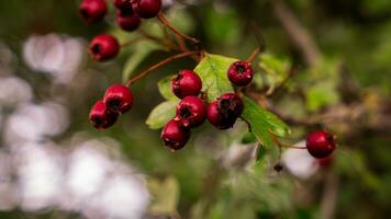 macro detailopname van rijp meidoorn bessen in herfst foto