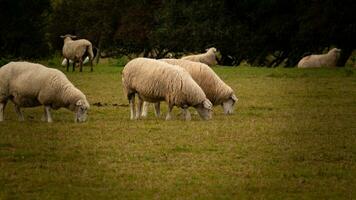 kudde van wollig schapen Aan een platteland boerderij foto