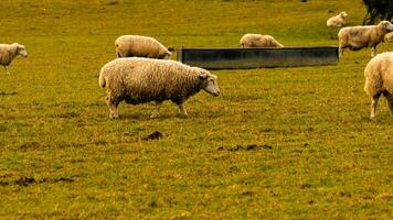 toneel- visie van een kudde van wollig schapen verspreide aan de overkant een pittoreske platteland boerderij. deze beeld vitrines de harmonie tussen natuur en landbouw. foto