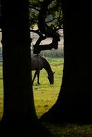 paarden in veld- Bij zonsondergang zonsopkomst foto