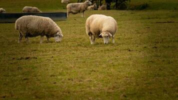 kudde van wollig schapen Aan een platteland boerderij foto