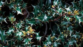 tropisch oerwoud abstract top visie gebladerte foto