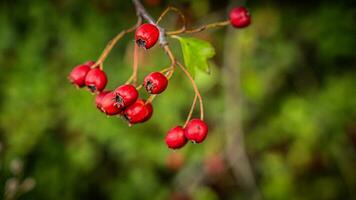 macro detailopname van rijp meidoorn bessen in herfst foto