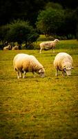 kudde van wollig schapen Aan een platteland boerderij foto