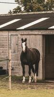 kastanje schoonheid detailopname van een verbijsterend paard foto