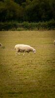 kudde van wollig schapen Aan een platteland boerderij foto