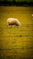 kudde van wollig schapen Aan een platteland boerderij foto