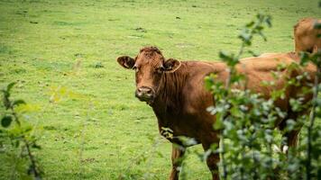 landelijk weide begrazing bruin vee in groen weiland foto