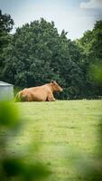 landelijk weide begrazing bruin vee in groen weiland foto