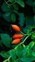 macro schot van rijp roos heupen in natuur foto