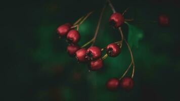 macro detailopname van rijp meidoorn bessen in herfst foto