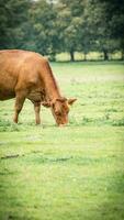 landelijk weide begrazing bruin vee in groen weiland foto