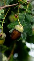 gedetailleerd macro schot van Europese eik blad en eikel- foto