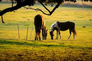 paarden in veld- Bij zonsondergang zonsopkomst foto