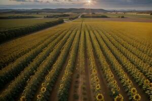 boeiend zonnebloem veld- een gouden zee van schoonheid. ai gegenereerd. foto