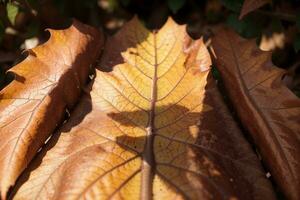boeiend herfst schoonheid macro schot van een verlicht blad. ai gegenereerd. foto