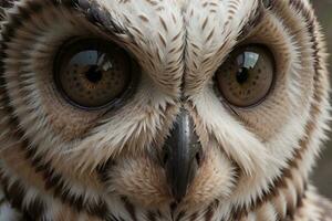 boeiend close-up's van majestueus uilen. ai gegenereerd. foto