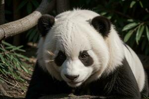 boeiend panda in haar kenmerkend kleding. ai gegenereerd. foto