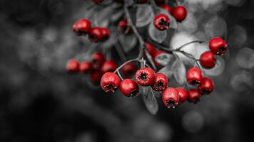 macro detailopname van rijp meidoorn bessen in herfst foto