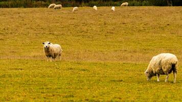 kudde van wollig schapen Aan een platteland boerderij foto