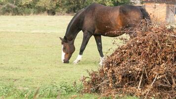 kastanje schoonheid detailopname van een verbijsterend paard foto